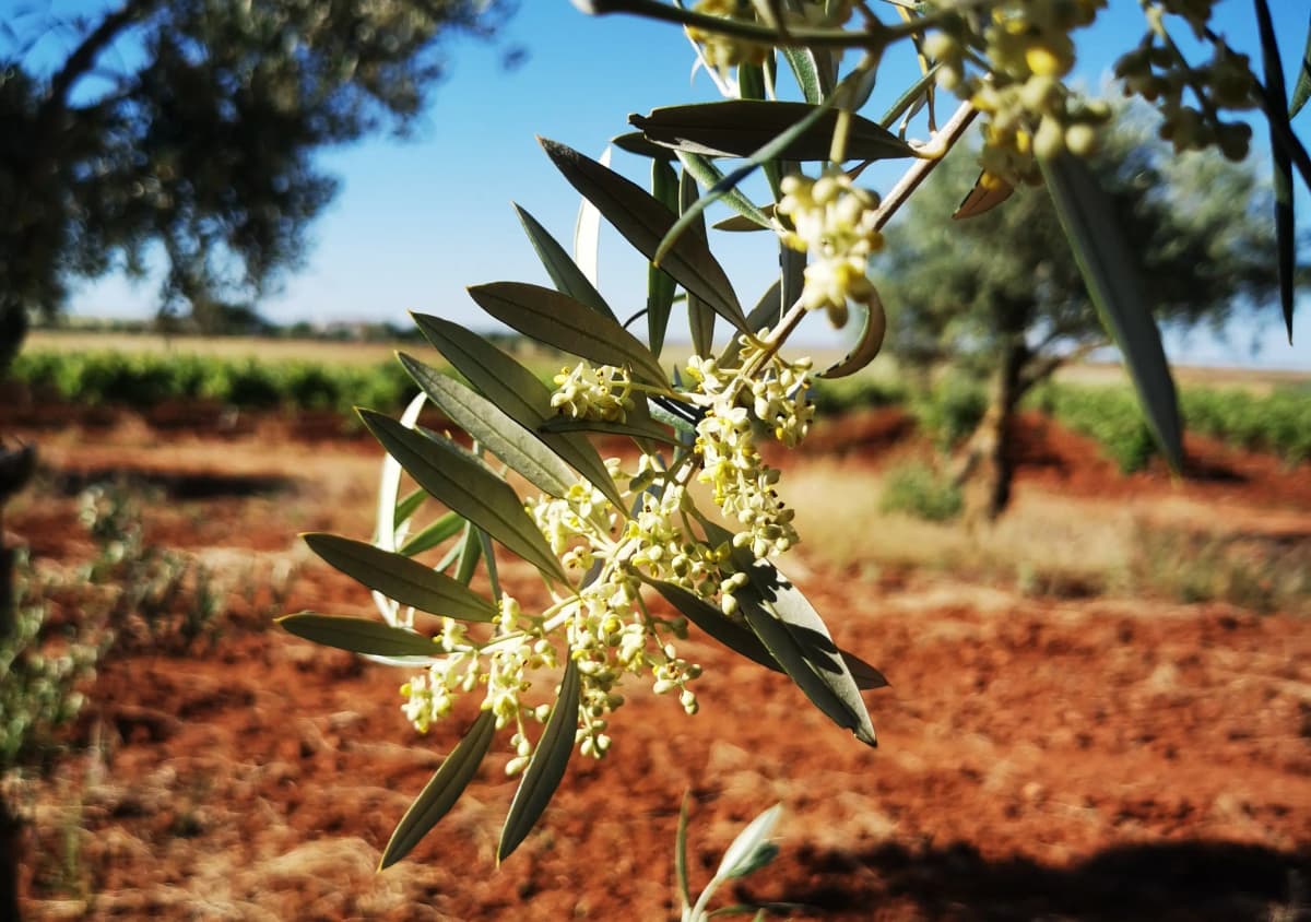 Flor de olivo ÓLEO